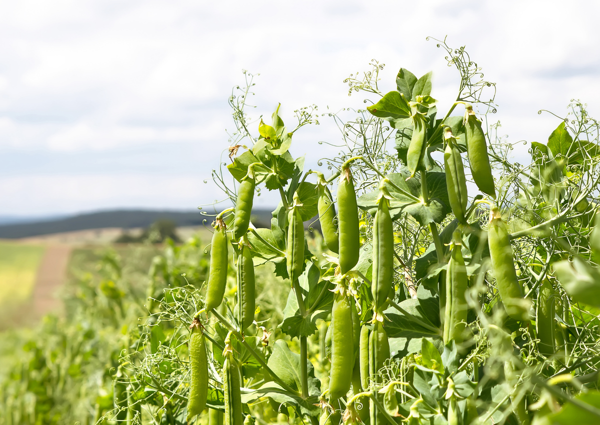 Pea 'Hurst Greenshaft'
