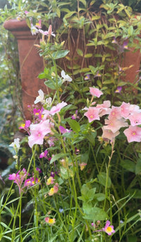 Phlox Blushing Bride by Bishy Barnabees Cottage Garden features pink and white star-shaped flowers and purple wildflowers with green stems, blooming in front of a brown stone planter amid lush greenery and climbing vines.
