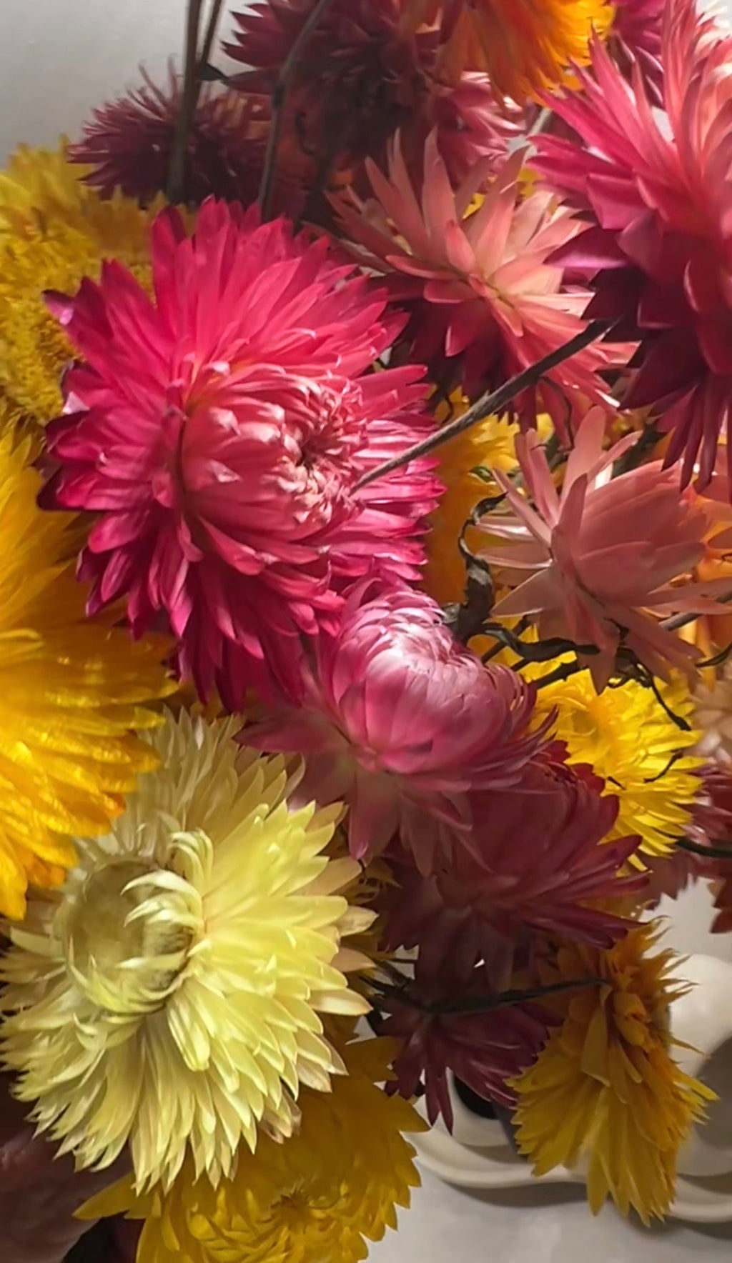 A close-up of Bishy Barnabees Cottage Garden's Strawflower Helichrysum Swiss Giant Mix—vivid pink, yellow, and orange blooms with papery petals in a vase, softly lit by natural light.