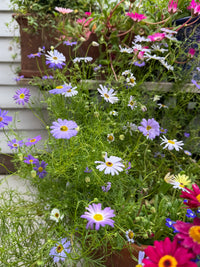 Swan River Daisies Mixed