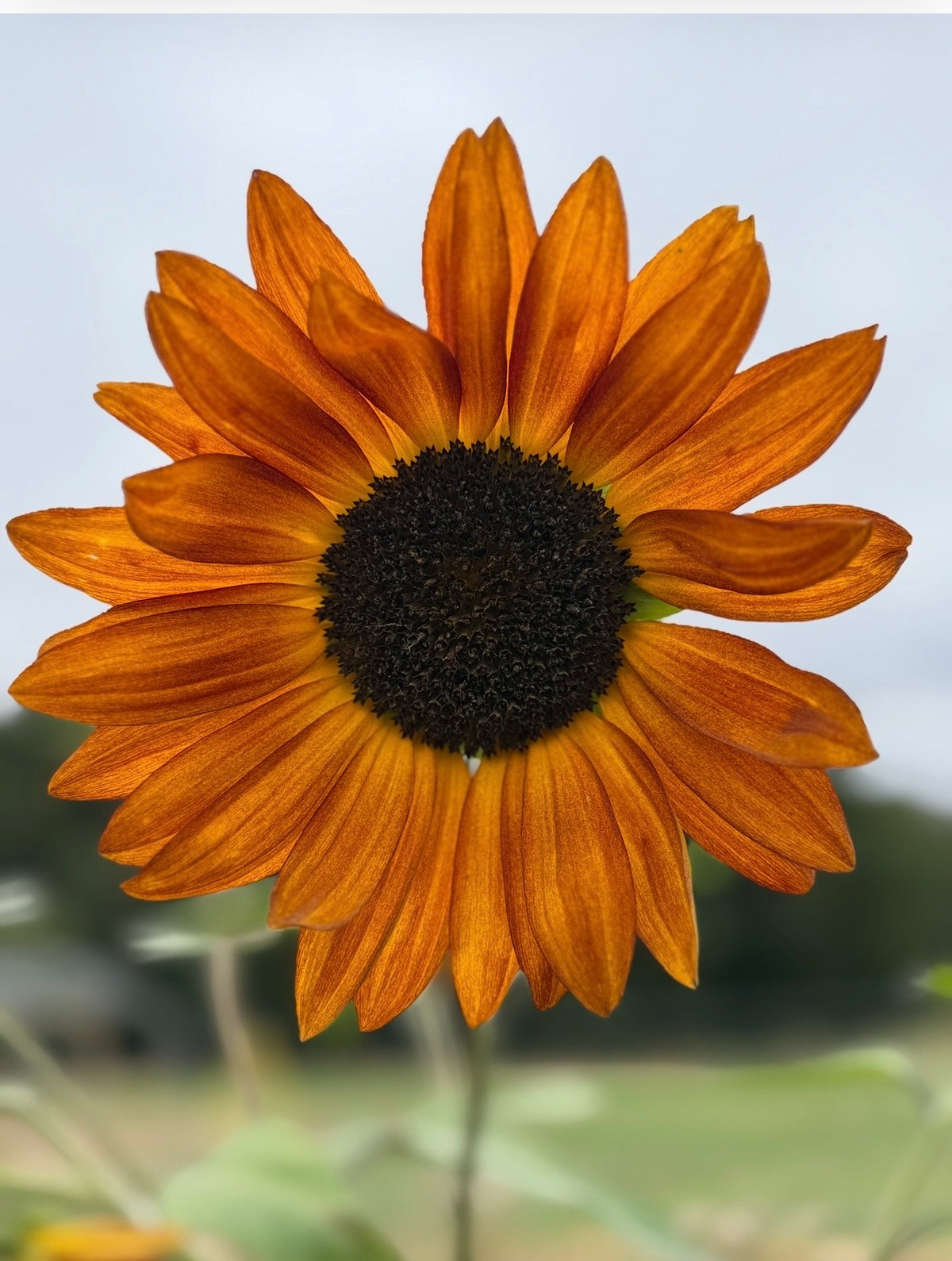 Sunflower Red Sun orange-bronze bloom against a pale sky