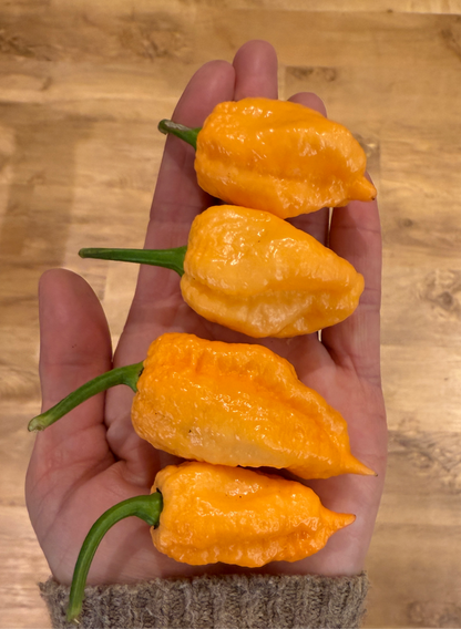 Hand holding four vibrant pink reaper chilli peppers, showcasing their unique shape and texture.