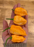 Hand holding four vibrant pink reaper chilli peppers, showcasing their unique shape and texture.