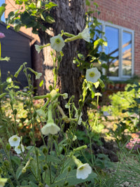 Nicotiana Starlight Dancer