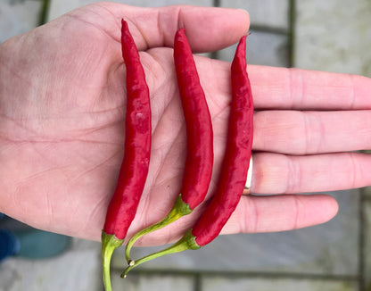 Hand holding three vibrant red cayenne chilli peppers, showcasing their long, thin shape and bright colour.