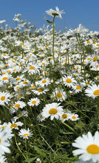 A field of blooming Oxeye Daisies from Bishy Barnabees Cottage Garden—white petals with yellow centers swaying under a blue sky—creates a stunning scene, perfect for rewilding with these classic wildflowers.