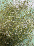 A bunch of Gypsophila Dried by Bishy Barnabees Cottage Garden Ltd, featuring small white blooms and thin green stems, is arranged against a rustic turquoise and white wooden background.