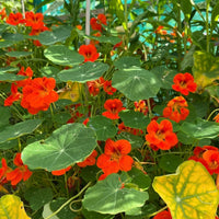 Bishy Barnabees Cottage Garden Nasturtium Tom Thumb seeds produce dense, vibrant orange blooms with round green leaves—some yellowing—in sunlight, creating a striking dwarf ornamental that's also edible and effective as a trap crop.