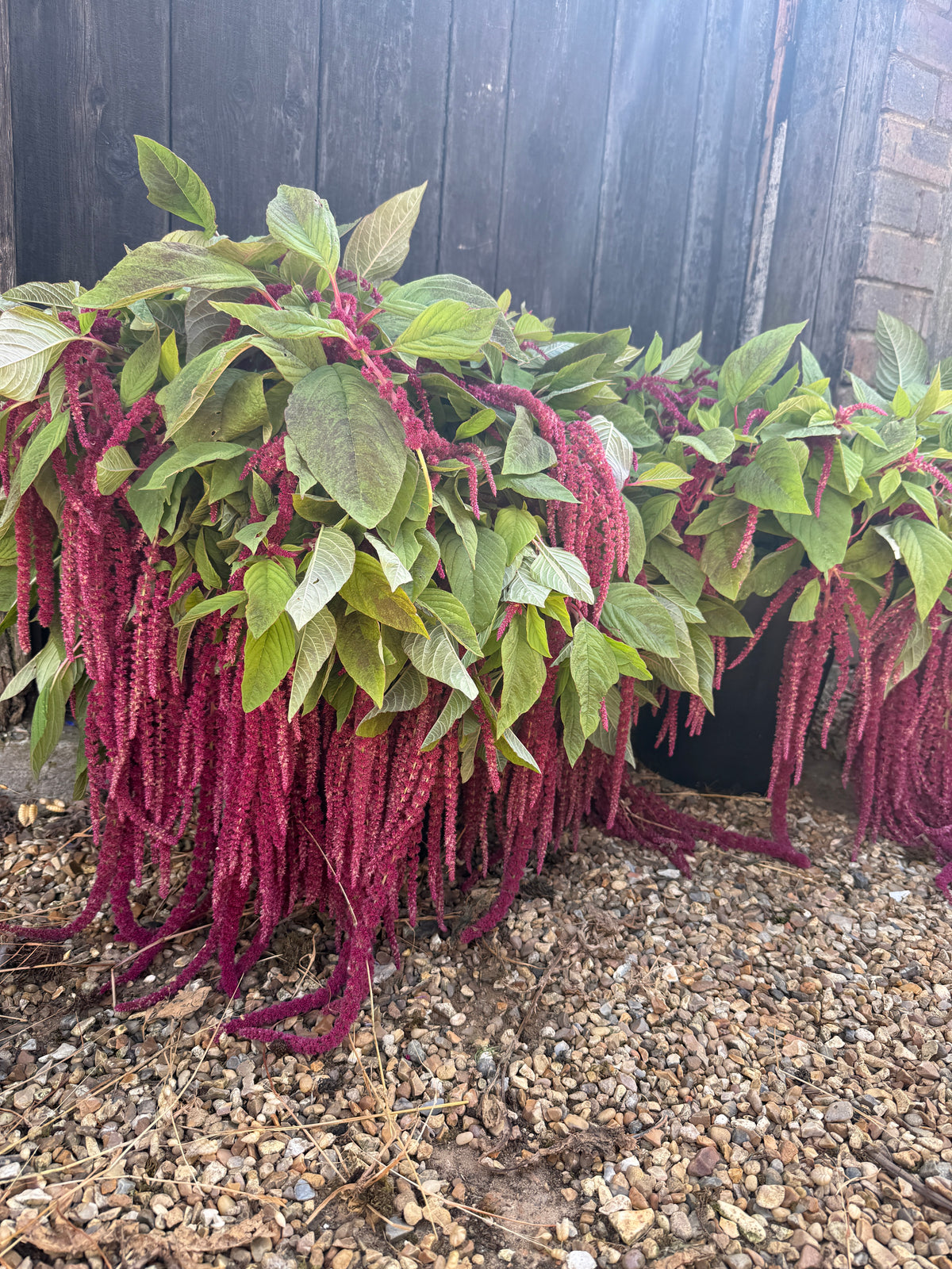 Amaranthus Red (Love-Lies-Bleeding)