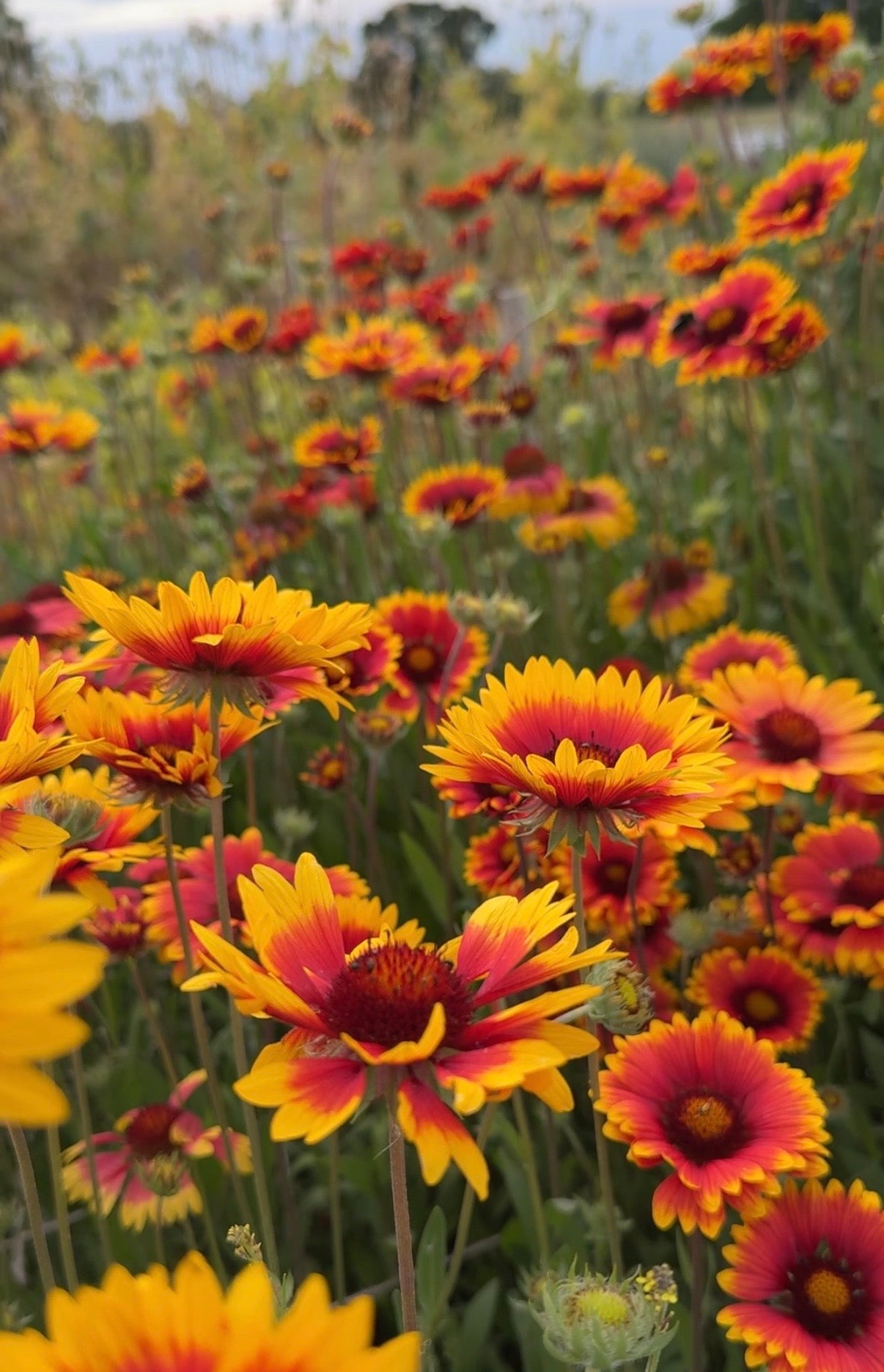 A vibrant field of Gaillardia Aristata Bicolour Goblin by Bishy Barnabees Cottage Garden shows hardy perennials in full bloom, with green stems and leaves set against a blurred natural background under an overcast sky.