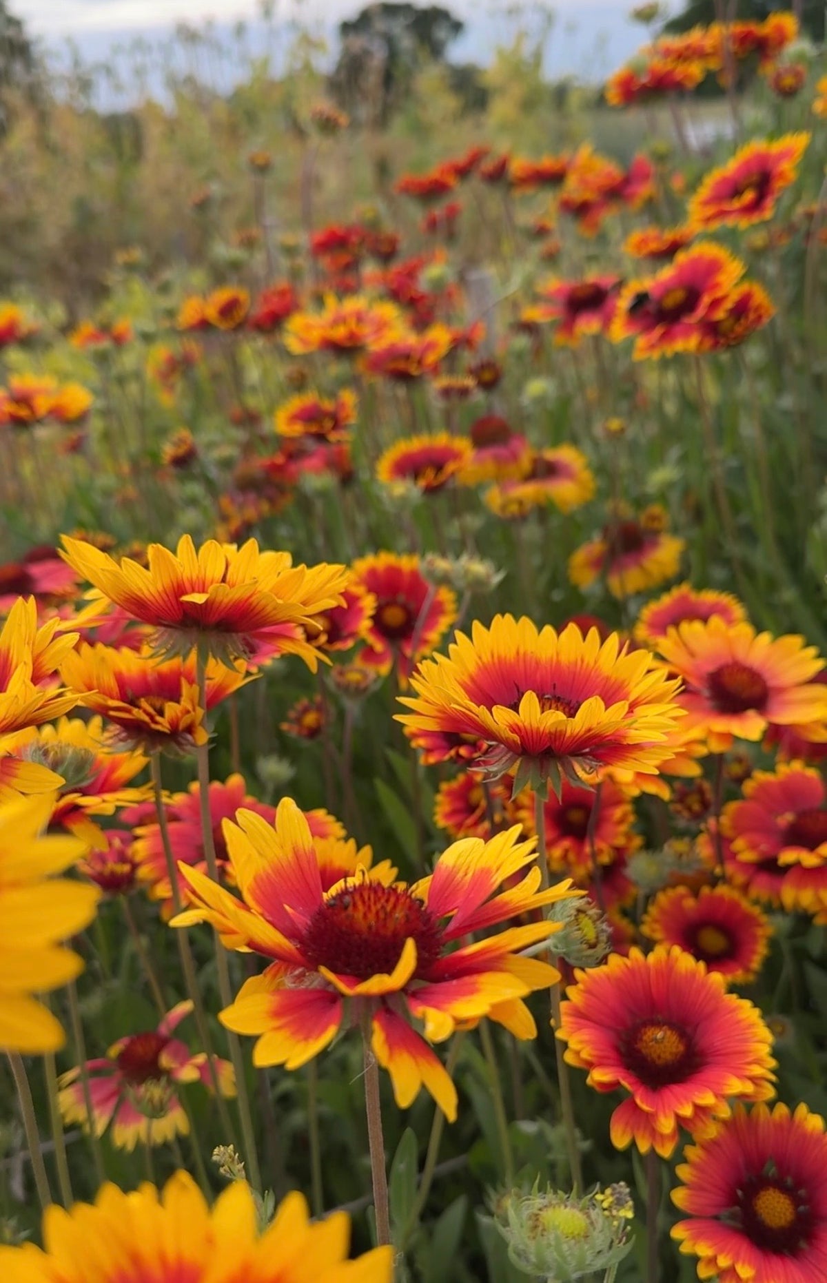 A vibrant field of Gaillardia Aristata Bicolour Goblin by Bishy Barnabees Cottage Garden shows hardy perennials in full bloom, with green stems and leaves set against a blurred natural background under an overcast sky.