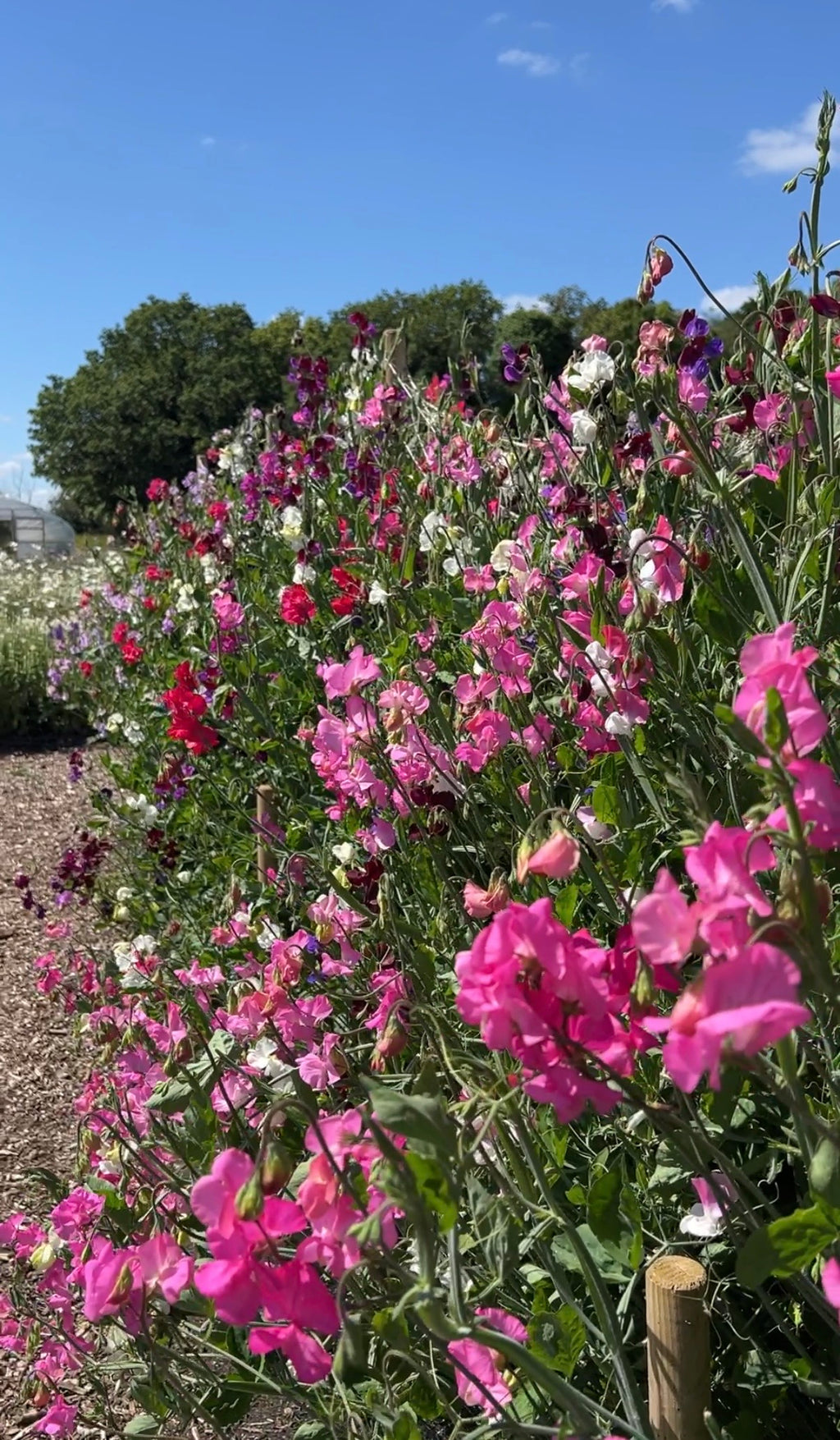 Bed of Sweet Pea Bishy Barnabee Mix beside a wood-chip path under blue sky