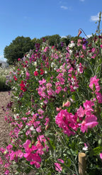 Bed of Sweet Pea Bishy Barnabee Mix beside a wood-chip path under blue sky
