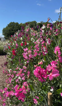 A vibrant bed of Bishy Barnabees Cottage Garden's Sweet Pea Bishy Barnabee Mix in pink, purple, red, and white lines a wood-chip path, filling the air with nostalgic fragrance under blue skies near lush green trees.