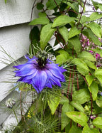 Nigella hispanica by Bishy Barnabees Cottage Garden displays vivid violet-blue blooms with layered petals, spiky green leaves, and forms striking seed pods amid lush foliage and climbing vines near a white-paneled wall.