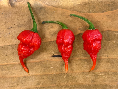 Three vibrant red  Sara Rangoonan Trinidad Scorpion Long crossed with  Carolina Reaper chillies  arranged on a textured surface, highlighting their unique shape and colour.
