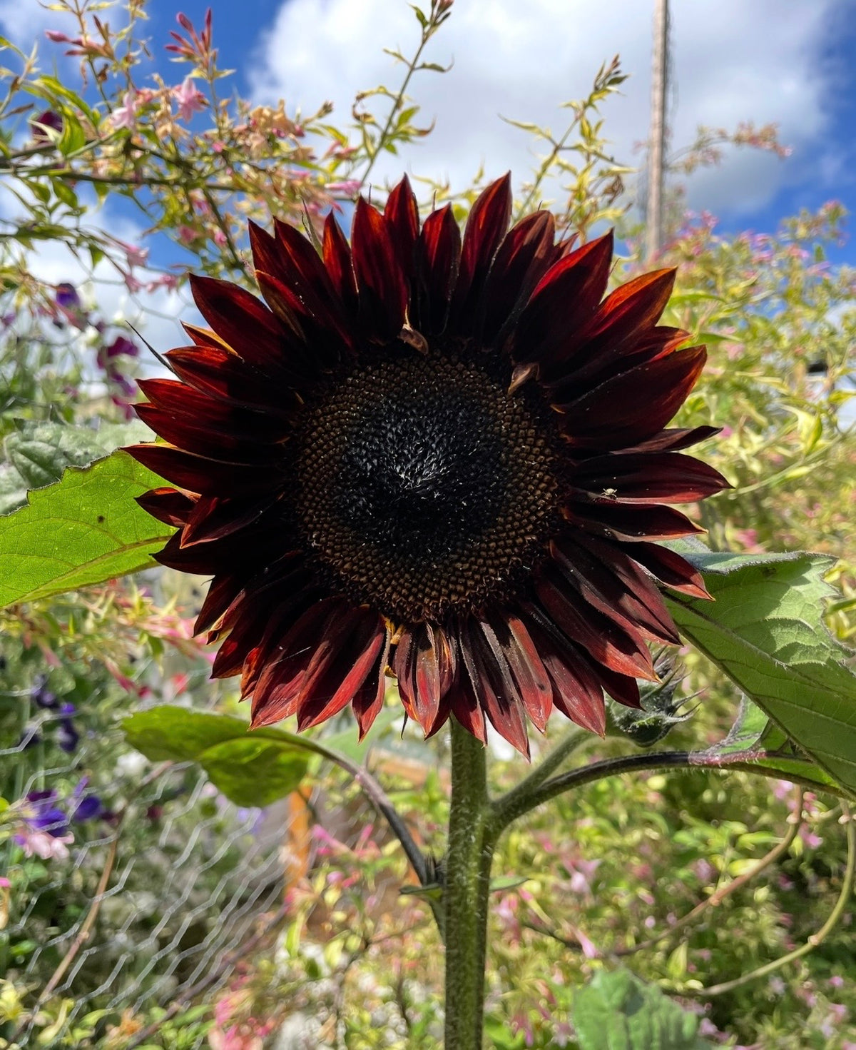 Sunflower Chocolate (Helianthus annuus) – dark red petals and near-black centre against blue sky