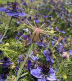 Close-up of vibrant royal violet-blue Nigella hispanica flowers with feathery green stems and unique seed pods by Bishy Barnabees Cottage Garden, set against blurred blooms and greenery.
