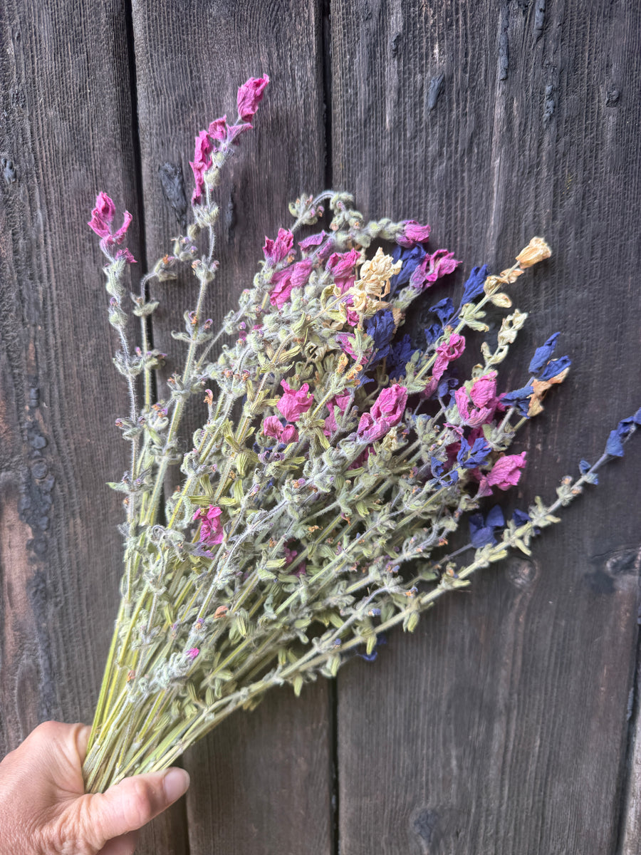 Dried Clary Sage | Salvia sclarea | Norfolk Cottage Garden