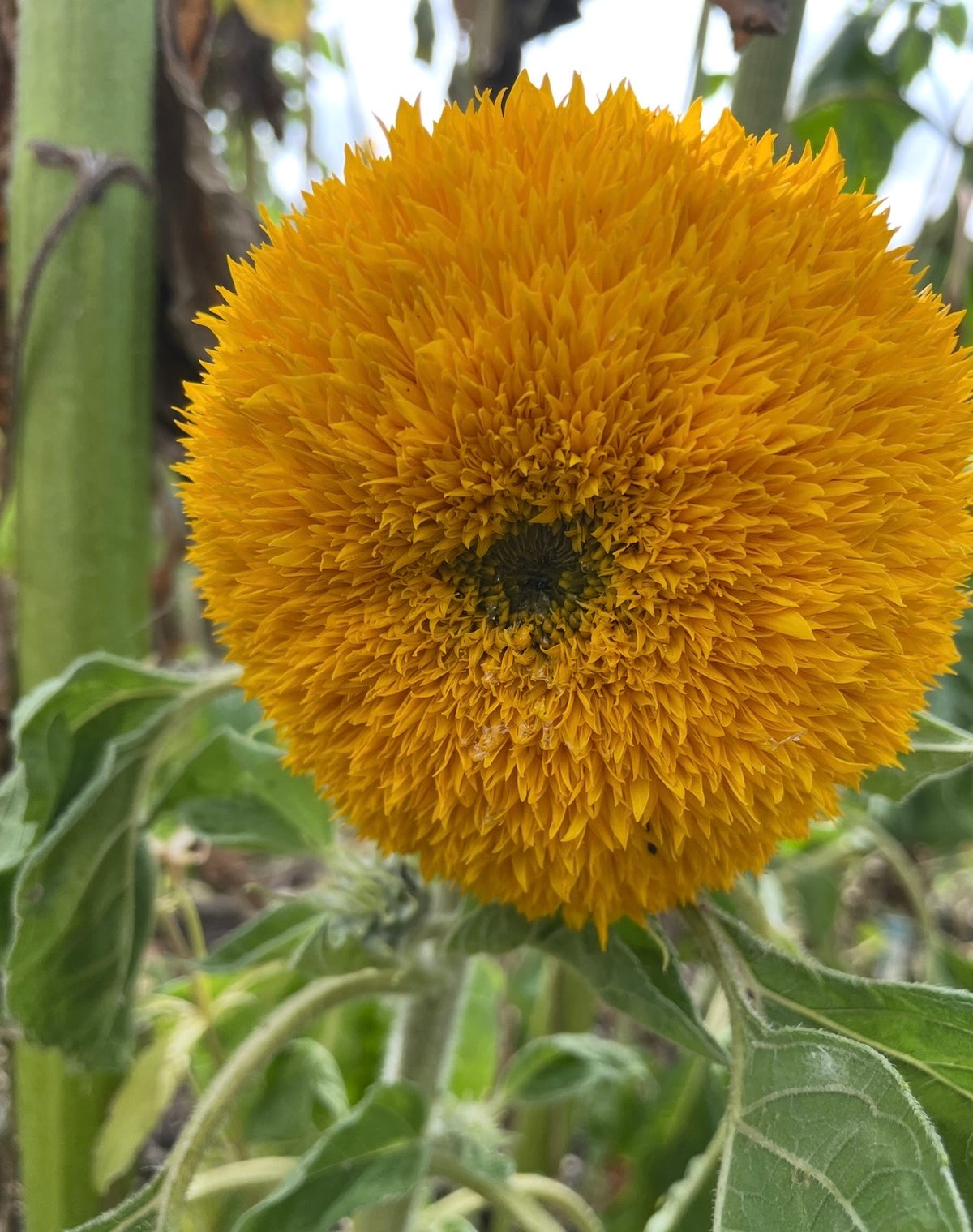 Sunflower Teddy Bear pompom bloom on a tall stem