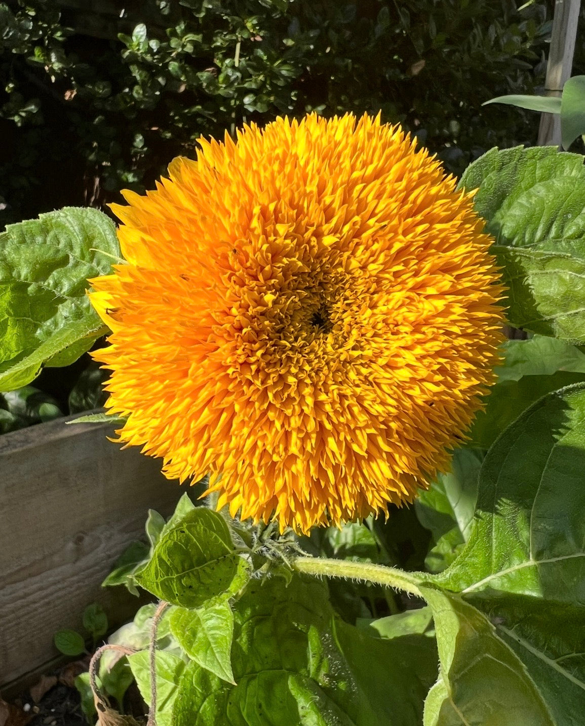 Sunflower Teddy Bear fluffy orange-gold bloom beside a raised bed