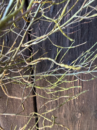 Hesperis (Sweet Rocket) Dried | Norfolk Seed Head Bunch