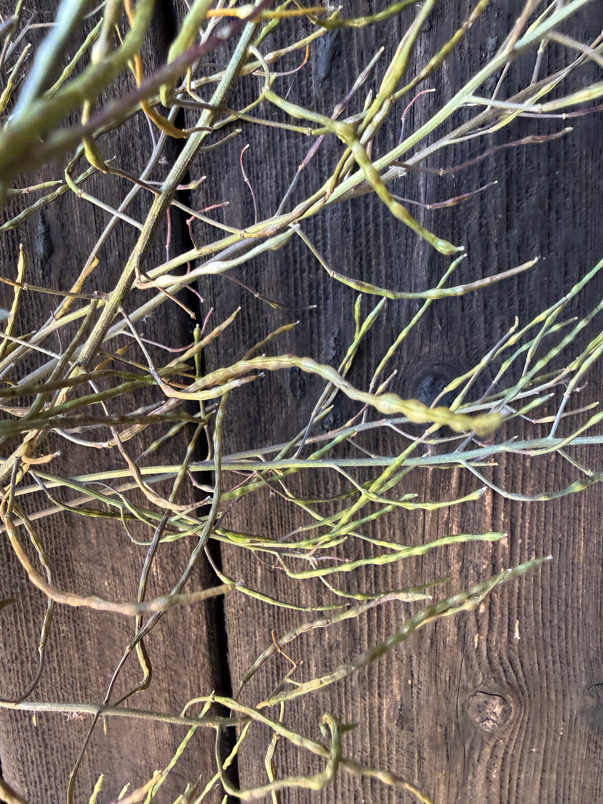 Hesperis (Sweet Rocket) Dried | Norfolk Seed Head Bunch