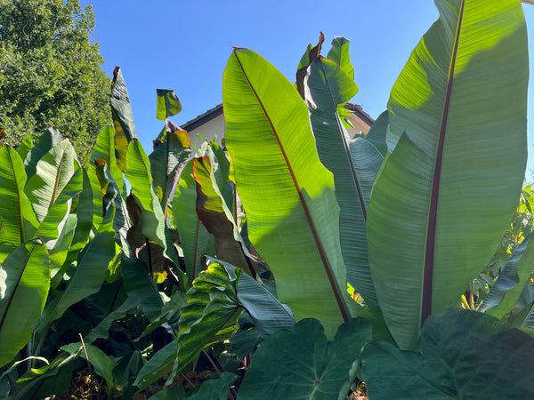 Ensete Ventricosum Hiniba