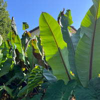Ensete Ventricosum Hiniba