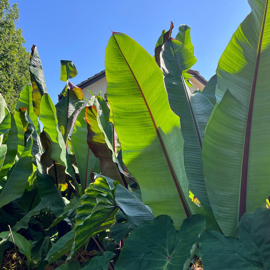 Ensete Ventricosum Hiniba
