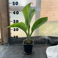 Ensete Ventricosum Hiniba