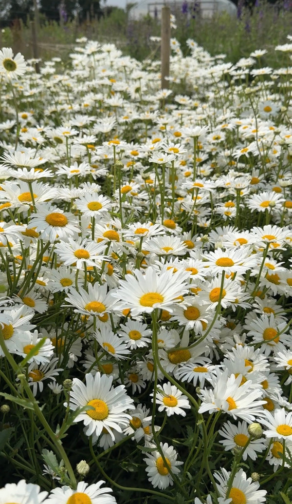 A lush swath of blooming Oxeye Daisy by Bishy Barnabees Cottage Garden displays radiant white petals with yellow centers, creating a vibrant wildflower scene perfect for gardens or natural rewilding spaces.