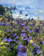 A close-up of Nigella hispanica by Bishy Barnabees Cottage Garden shows vibrant violet-blue spiky petals and green stems, set in a field beneath a bright sky with scattered clouds and unique architectural seed pods in the background.
