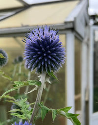A close-up of Echinops ritro Veitch's Blue by Bishy Barnabees Cottage Garden, showing its spiky purple blooms against green leaves and a blurred greenhouse—a striking hardy perennial.