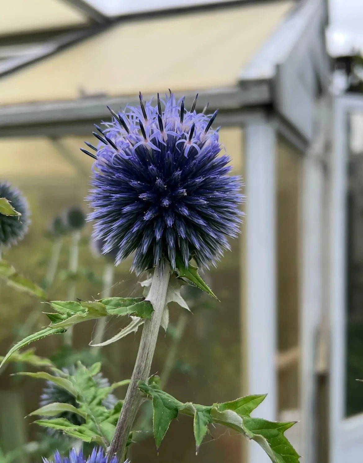 A close-up of Echinops ritro Veitch&