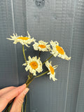 A hand holds a small bouquet of Oxeye Daisies Dried by Bishy Barnabees Cottage Garden Ltd, featuring white petals with yellow centers, set against a gray wooden background.