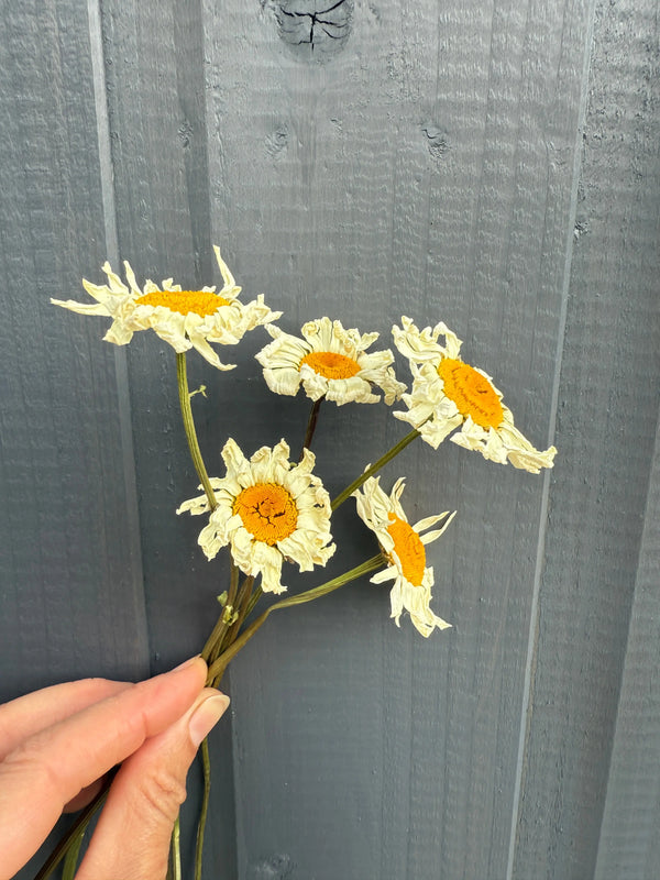 A hand holds a small bouquet of Oxeye Daisies Dried by Bishy Barnabees Cottage Garden Ltd, featuring white petals with yellow centers, set against a gray wooden background.
