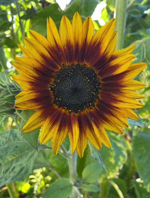Close-up of the Sunflower Ring of Fire by Bishy Barnabees Cottage Garden Ltd, featuring vibrant yellow petals with red tips, a rich brown center, and lush green leaves—perfect for ornamental panels, with sunlight enhancing its vivid colors and texture.