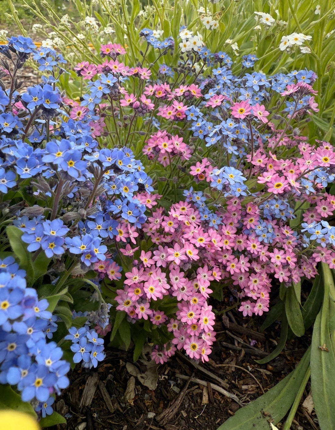 Bishy Barnabees Cottage Garden&