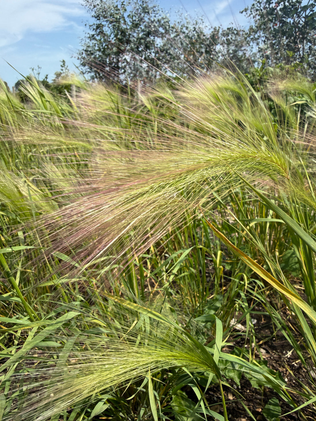 Foxtail Barley (Hordeum Jubatum)
