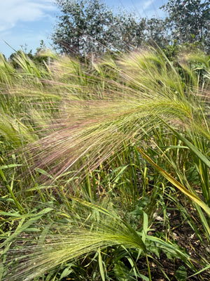 Foxtail Barley (Hordeum Jubatum)