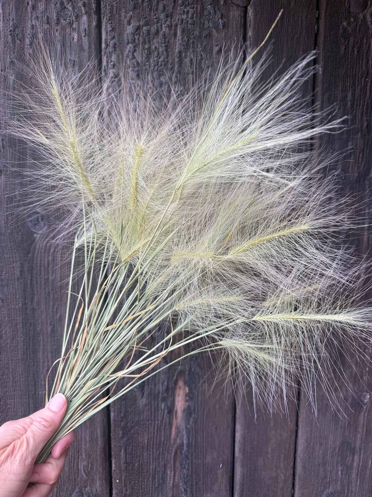 Hordeum Jubatum Dried | Foxtail Barley | Norfolk Grown