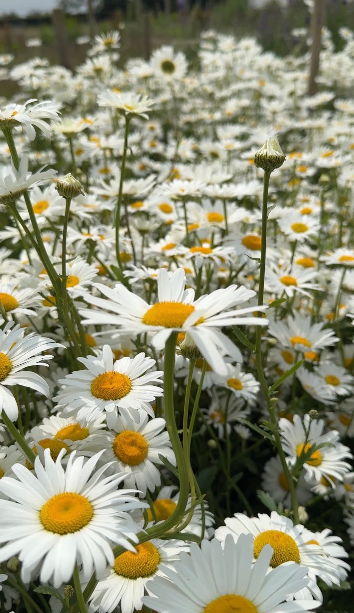 A close-up of blooming white Oxeye Daisies with yellow centers and green stems in sunlight—perfect inspiration for rewilding with Oxeye Daisy seeds from Bishy Barnabees Cottage Garden.