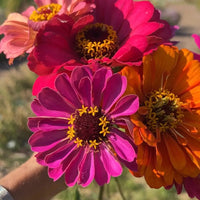 A hand holds a vibrant bouquet of Bishy Barnabees Cottage Garden's Zinnia Giants of California—perfect cutting patch flowers in pink, orange, and magenta with yellow centers—set against a softly blurred outdoor background.