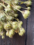 A close-up of dried flaxseed pods with greenish, papery surfaces, paired with Bishy Barnabees Cottage Garden Ltd Candytuft Dried, creates striking wedding arrangements or dried flower displays against a dark wooden background.