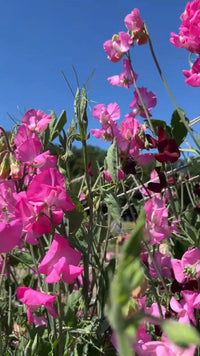 Bishy Barnabees Cottage Garden Ltd's Sweet Pea Parfume Millennium features clusters of bright pink Spencer-type climber blooms on leafy green stems, beautifully displayed against a sunny blue sky.