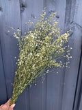 A hand holds a bunch of Gypsophila Dried from Bishy Barnabees Cottage Garden Ltd, featuring delicate small white flowers with thin green stems in front of a dark grey wooden fence.