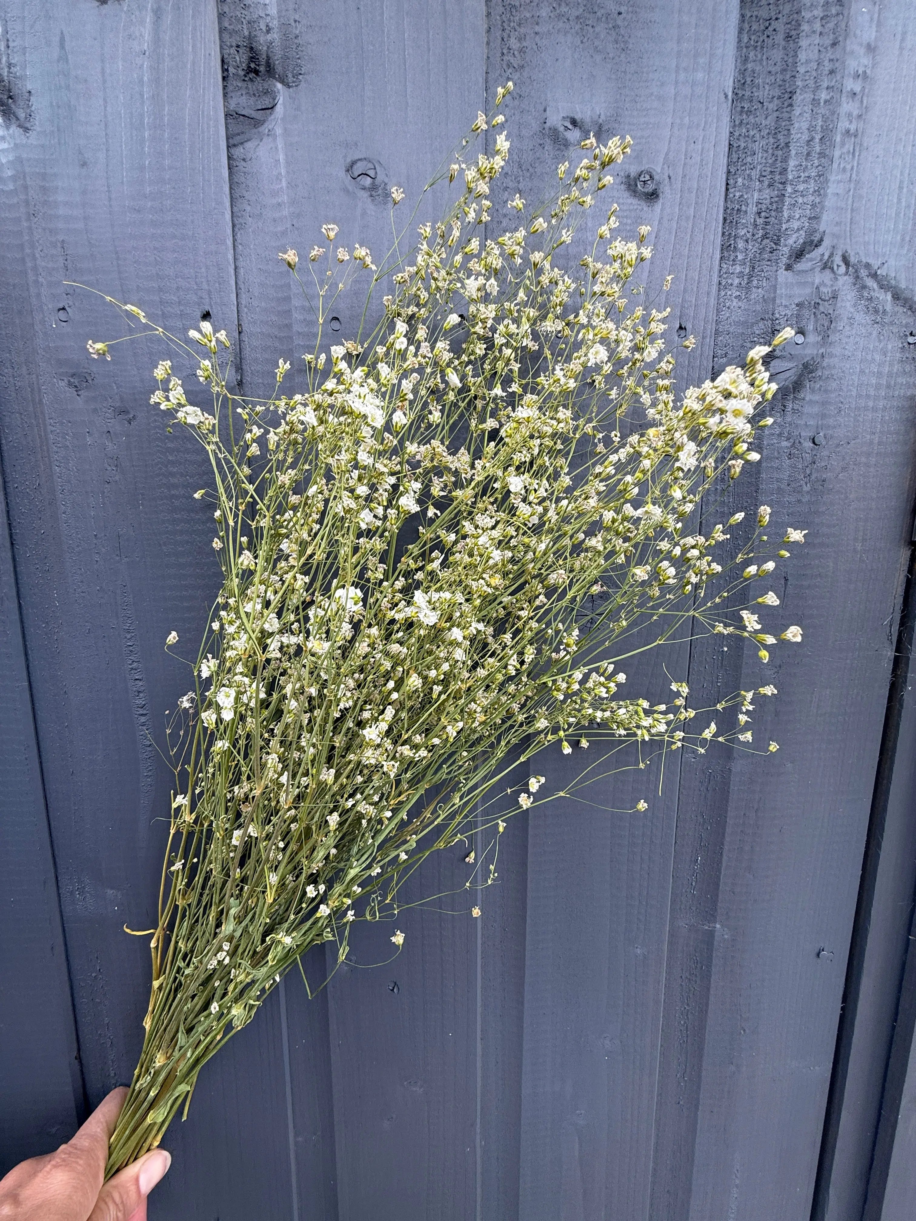 Gypsophila Dried - Bishy Barnabees Cottage Garden Ltd