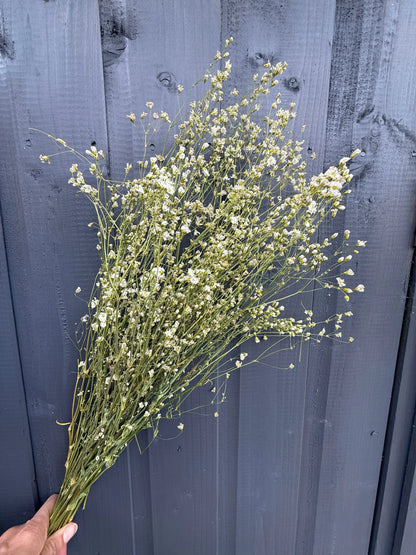 Gypsophila Dried - Bishy Barnabees Cottage Garden Ltd