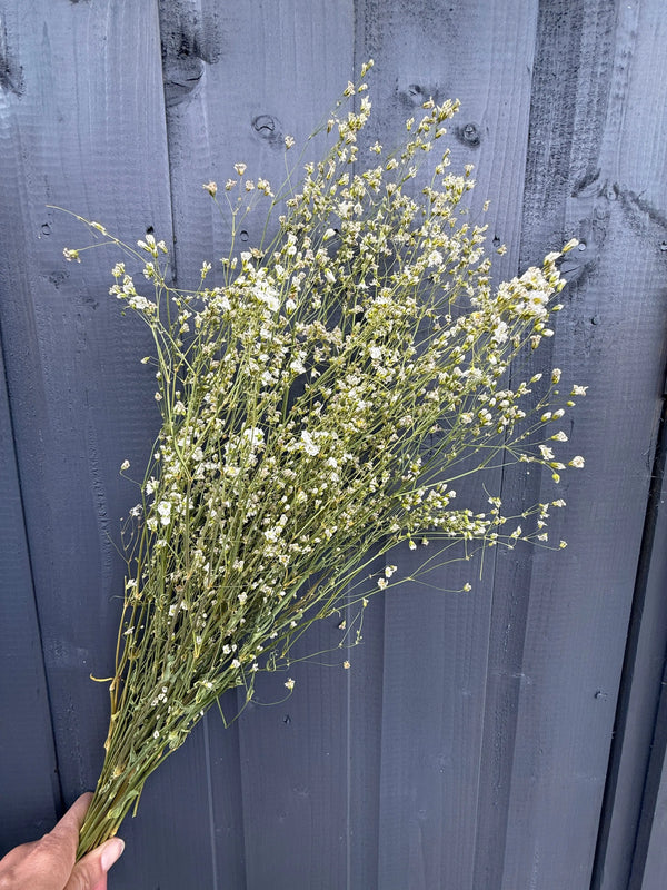 A hand holds a bunch of Gypsophila Dried from Bishy Barnabees Cottage Garden Ltd, featuring delicate small white flowers with thin green stems in front of a dark grey wooden fence.